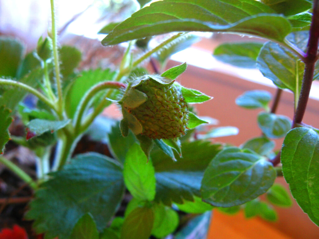 Growing Strawberries on Patio